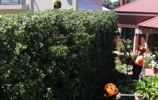 All the boys on a hedging project in Cronulla