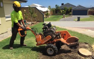Ben performing a stump removal in the Sutherland Shire