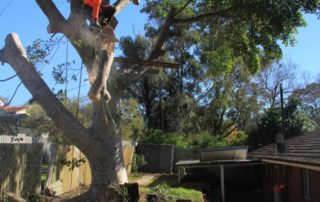 Ross performing a tree removal in Rockdale
