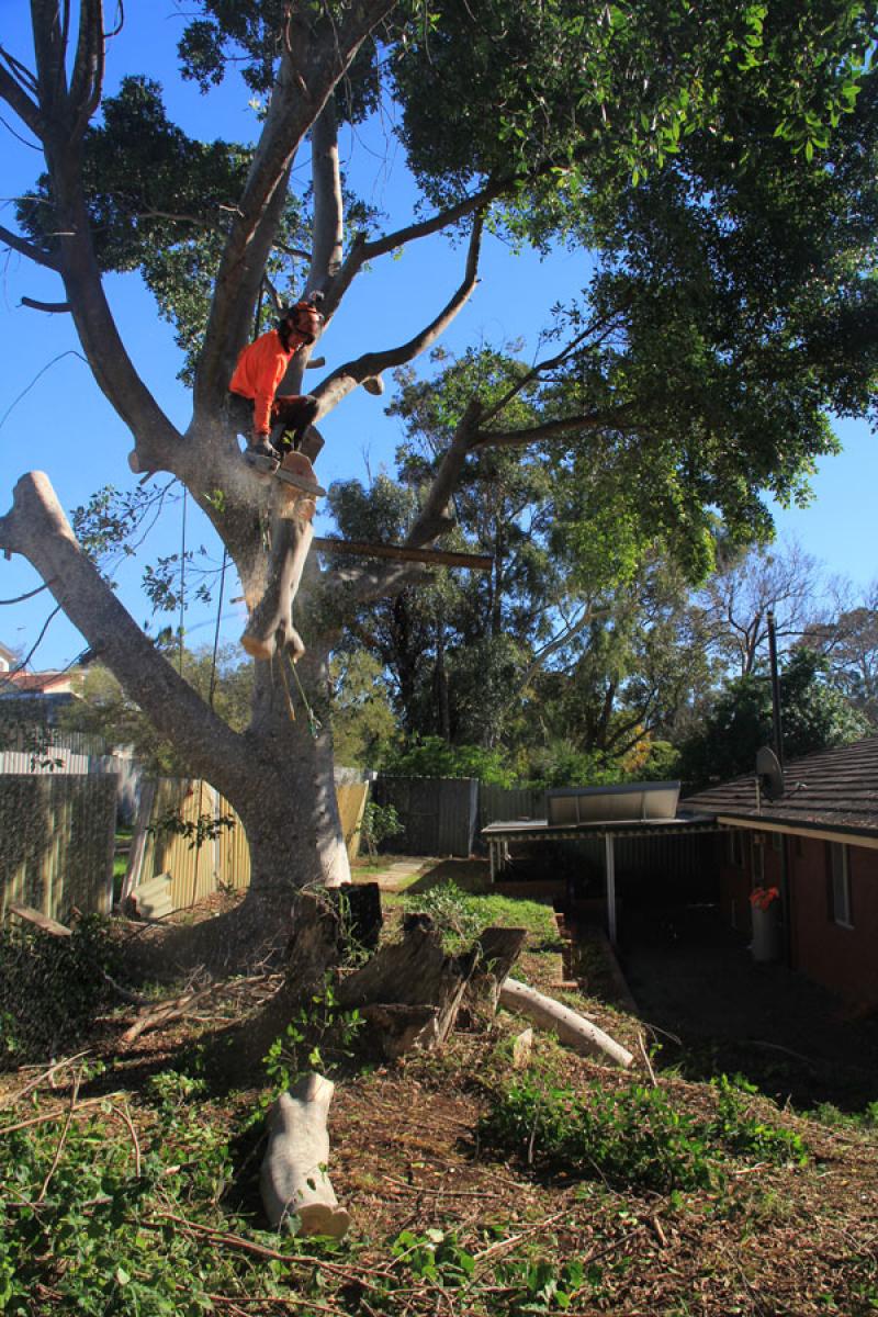 Tree Lopping Townsville