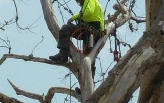 Tree cutting at height at a project in Miranda