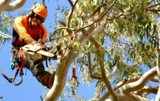 Tree lopping in sutherland shire by Benny